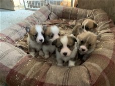 Pembrokeshire Corgi-puppy