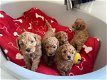 Lieve puppy's van Cavapoo beschikbaar - 0 - Thumbnail