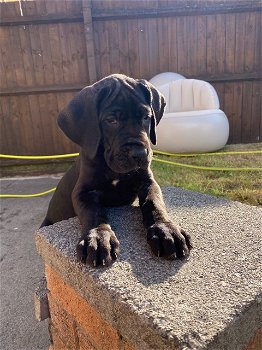 Akc Great Dane Puppies te koop - 0