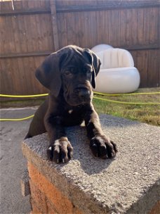 Akc Great Dane Puppies te koop