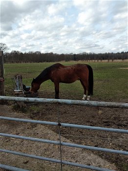 paardenstalling , pensionstal ( Raalte / Heino ) Zwolle - 0