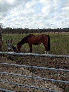 paardenstalling , pensionstal ( Raalte / Heino ) Zwolle