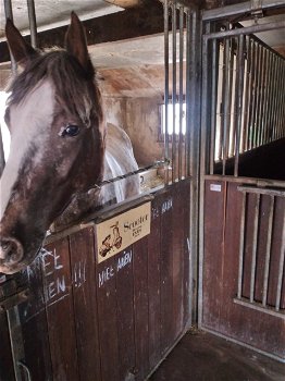 paardenstalling , pensionstal ( Raalte / Heino ) Zwolle - 1