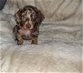 Beautiful Quality Dachshund Puppies - 0 - Thumbnail