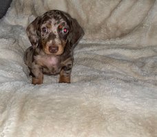 Beautiful Quality Dachshund Puppies 