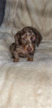 Beautiful Quality Dachshund Puppies - 1