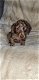 Beautiful Quality Dachshund Puppies - 1 - Thumbnail