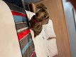Beautiful Quality Dachshund Puppies - 3 - Thumbnail