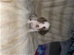 Beautiful Quality Dachshund Puppies - 4 - Thumbnail