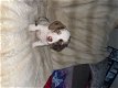 Beautiful Quality Dachshund Puppies - 7 - Thumbnail