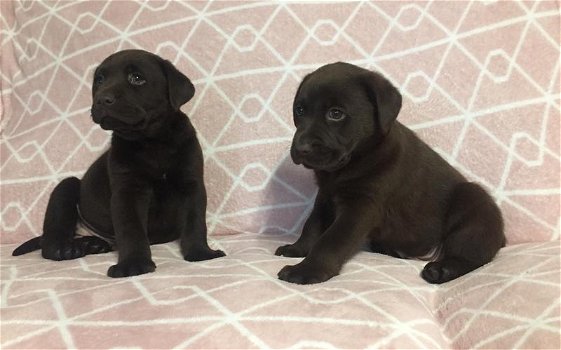 Chunky chocolate Labrador puppies - 0