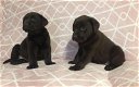 Chunky chocolate Labrador puppies - 0 - Thumbnail
