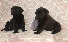 Chunky chocolate Labrador puppies 