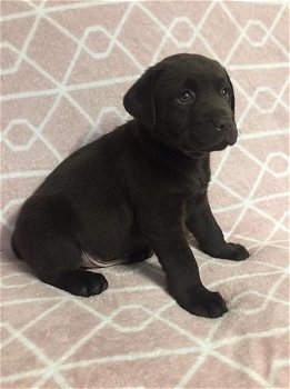 Chunky chocolate Labrador puppies - 2