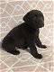 Chunky chocolate Labrador puppies - 2 - Thumbnail