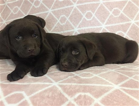 Chunky chocolate Labrador puppies - 3