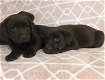 Chunky chocolate Labrador puppies - 3 - Thumbnail