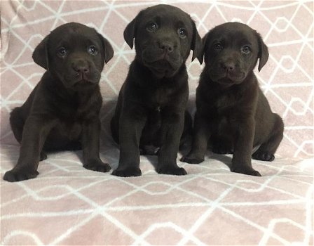 Chunky chocolate Labrador puppies - 4