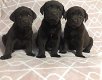 Chunky chocolate Labrador puppies - 4 - Thumbnail
