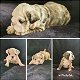Stunning English Bulldog Puppies - 0 - Thumbnail