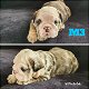Stunning English Bulldog Puppies - 2 - Thumbnail