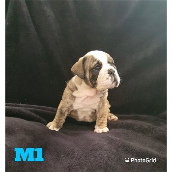 Stunning English Bulldog Puppies - 3