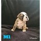 Stunning English Bulldog Puppies - 3 - Thumbnail