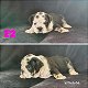 Stunning English Bulldog Puppies - 4 - Thumbnail