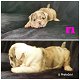 Stunning English Bulldog Puppies - 5 - Thumbnail
