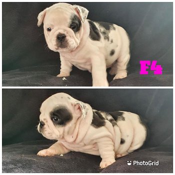 Stunning English Bulldog Puppies - 6