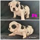 Stunning English Bulldog Puppies - 6 - Thumbnail