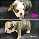 Stunning English Bulldog Puppies - 7 - Thumbnail
