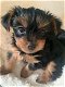 Absolutely Stunning Beautiful Yorkshire Terrier - 0 - Thumbnail