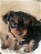 Absolutely Stunning Beautiful Yorkshire Terrier - 3 - Thumbnail