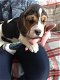 Chunky Beagle Puppies for sale - 0 - Thumbnail