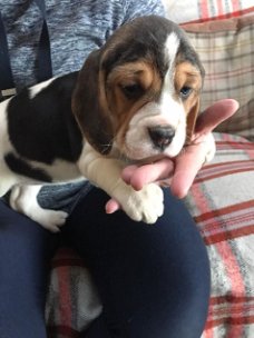 Chunky Beagle Puppies for sale 