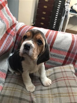 Chunky Beagle Puppies for sale - 2