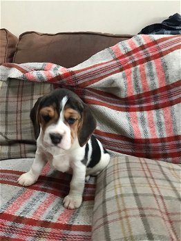 Chunky Beagle Puppies for sale - 3