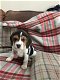 Chunky Beagle Puppies for sale - 3 - Thumbnail