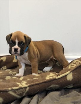 Gorgeous Boxer Puppies - 0