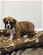 Gorgeous Boxer Puppies - 0 - Thumbnail