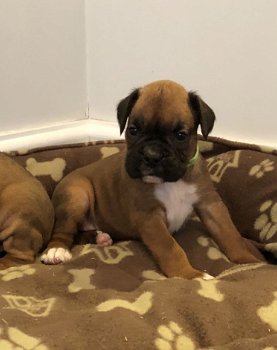 Gorgeous Boxer Puppies - 1