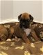 Gorgeous Boxer Puppies - 1 - Thumbnail