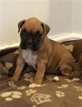 Gorgeous Boxer Puppies - 2