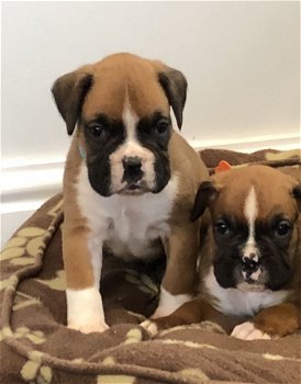 Gorgeous Boxer Puppies - 3