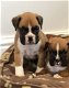 Gorgeous Boxer Puppies - 3 - Thumbnail