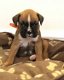 Gorgeous Boxer Puppies - 5 - Thumbnail