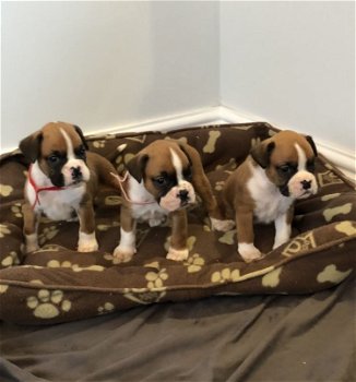 Gorgeous Boxer Puppies - 6