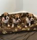 Gorgeous Boxer Puppies - 6 - Thumbnail