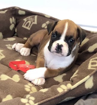 Gorgeous Boxer Puppies - 7